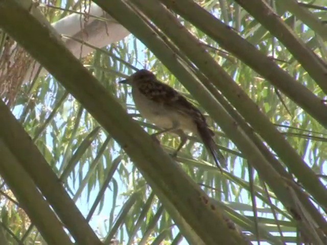 Spotted Bowerbird - ML201559371
