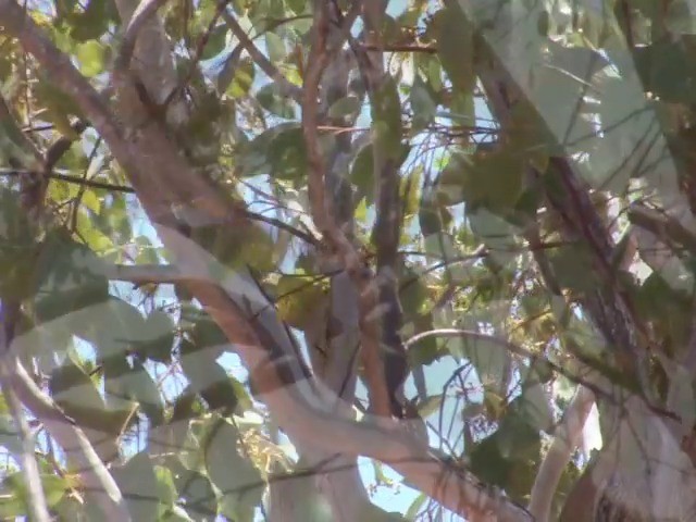 Black-eared Cuckoo - ML201559591