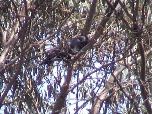 Corbeau de Tasmanie - ML201559731