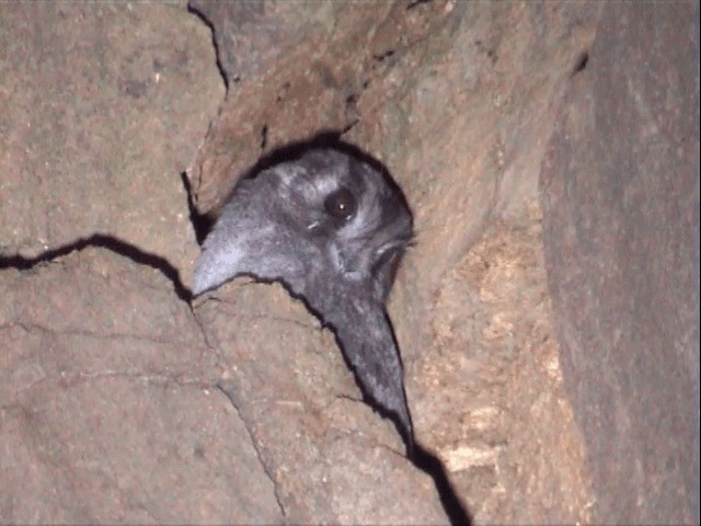 Australian Owlet-nightjar - ML201559781