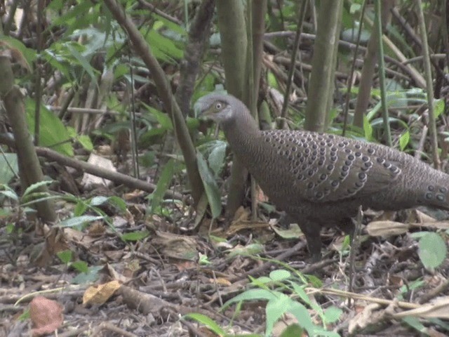 Gray Peacock-Pheasant - ML201559891