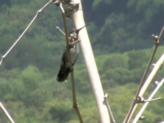 kolibřík hvězdohrdlý - ML201560181