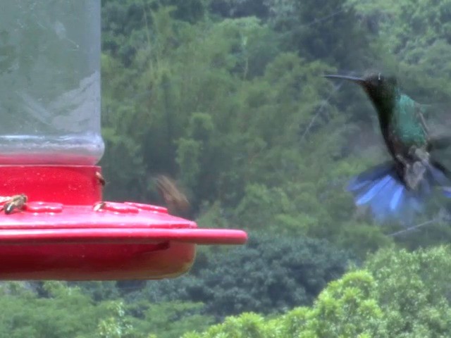 Steely-vented Hummingbird - ML201560191