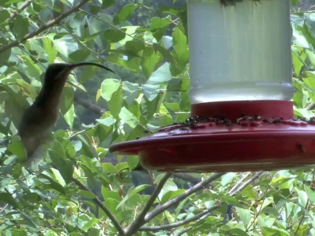 Rufous-breasted Hermit - ML201560241