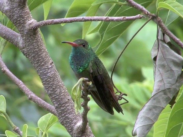 Rufous-tailed Hummingbird (Rufous-tailed) - ML201560251