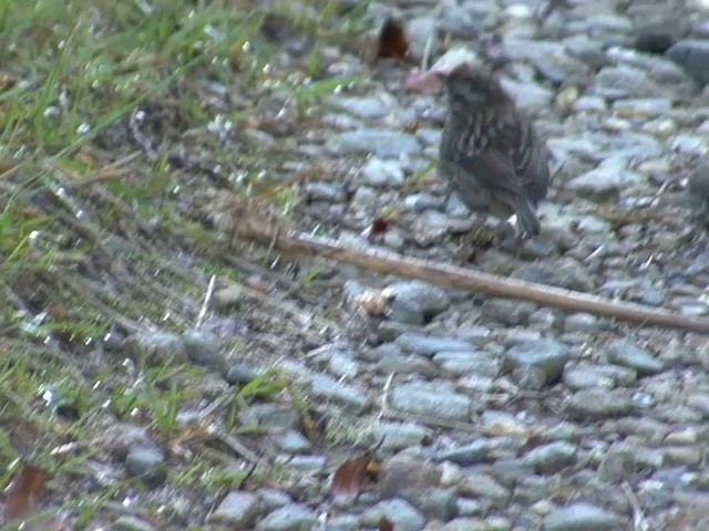 Rufous-collared Sparrow (Rufous-collared) - ML201560291