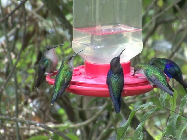 kolibřík vidloocasý (ssp. colombica/rostrifera) - ML201560541