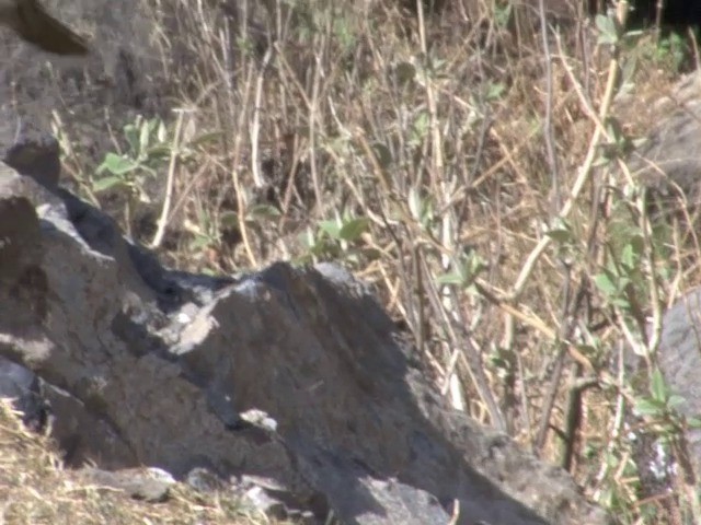  - Streaked Laughingthrush