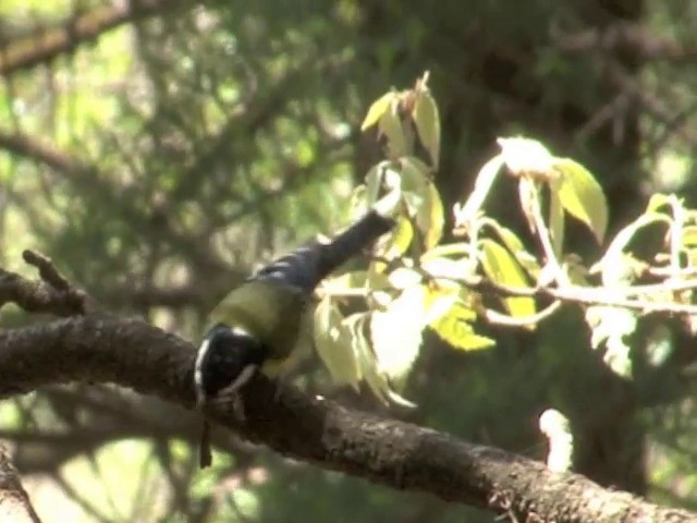 Green-backed Tit - ML201560911