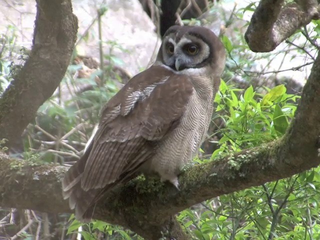 Brown Wood-Owl (Brown) - ML201561011