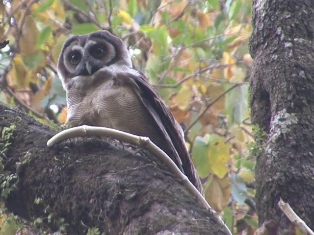 Brown Wood-Owl (Brown) - ML201561021