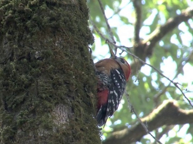 Rufous-bellied Woodpecker - ML201561111