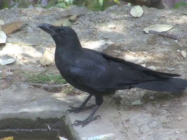 Large-billed Crow - ML201561211