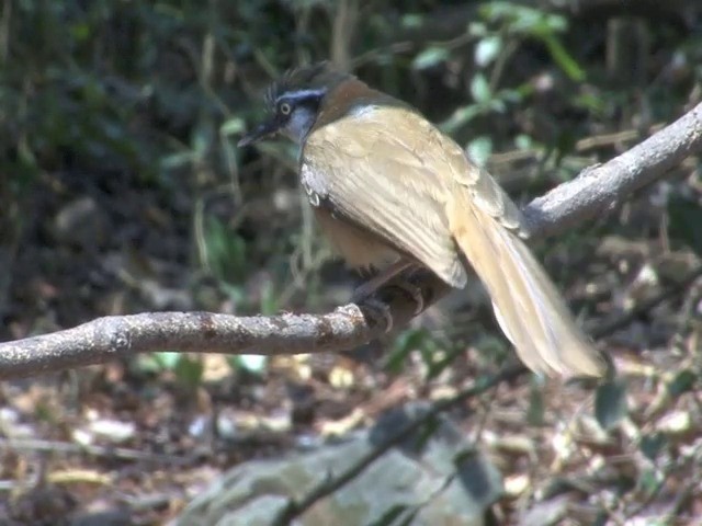 Lesser Necklaced Laughingthrush - ML201561241