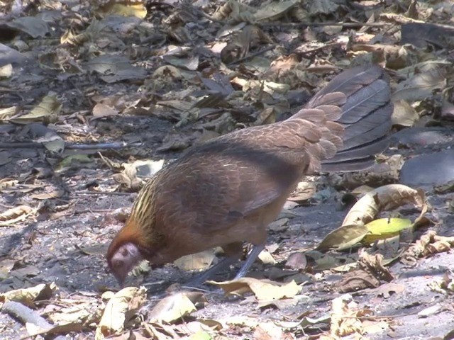 Red Junglefowl - ML201561271