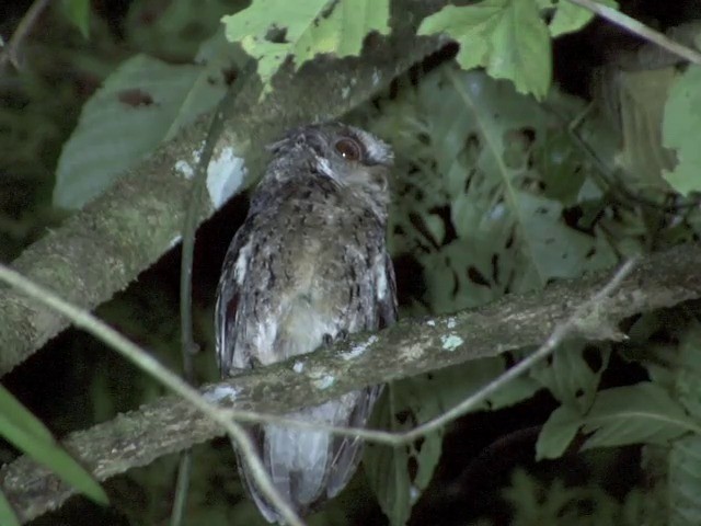 Philippine Scops-Owl - ML201561541
