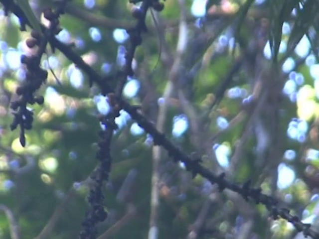 Olive-backed Flowerpecker - ML201561551