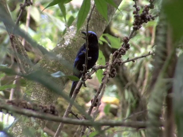 Philippine Fairy-bluebird - ML201561591
