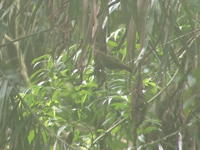 Goldkappen-Brillenvogel - ML201561611