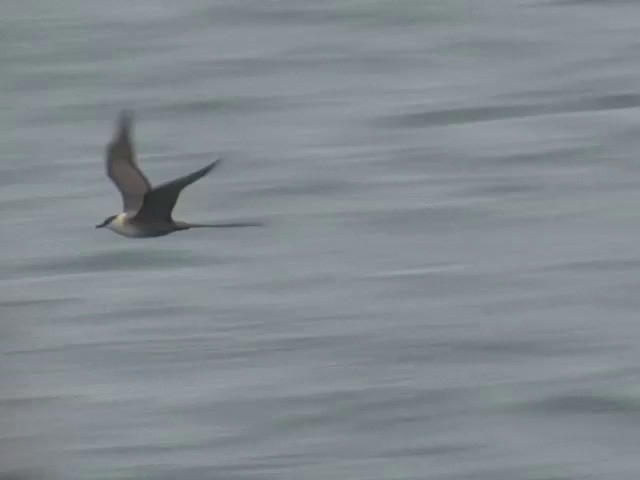 Long-tailed Jaeger - ML201561691