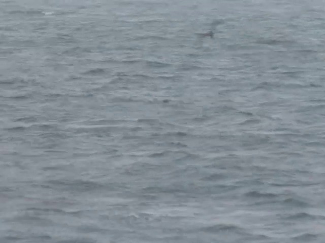Long-tailed Jaeger - ML201561701