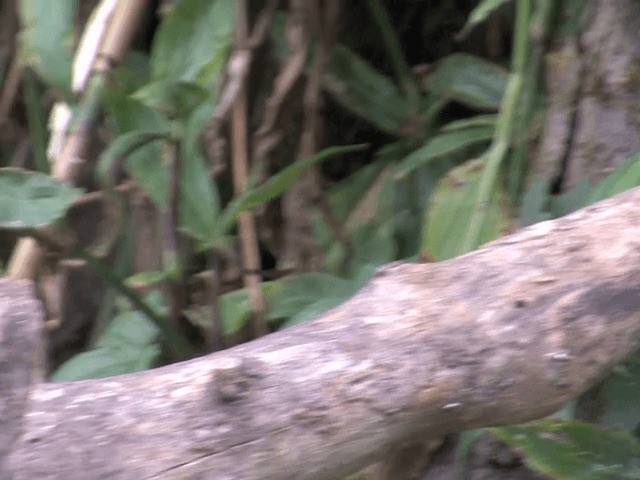 Buff-breasted Babbler - ML201561851