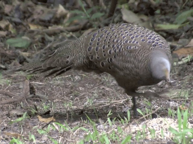 Gray Peacock-Pheasant - ML201561881