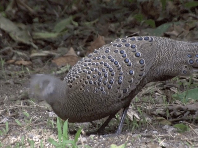 Gray Peacock-Pheasant - ML201561891