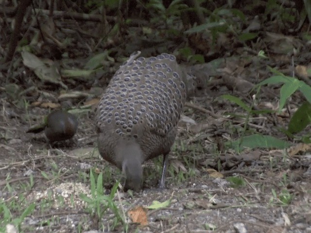 Gray Peacock-Pheasant - ML201561901