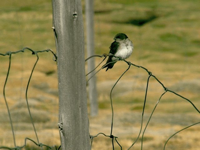 Andean Swallow - ML201562081