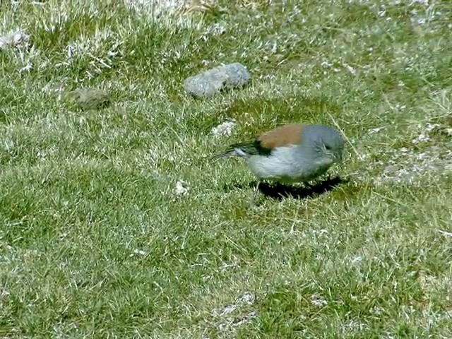  - Red-backed Sierra Finch