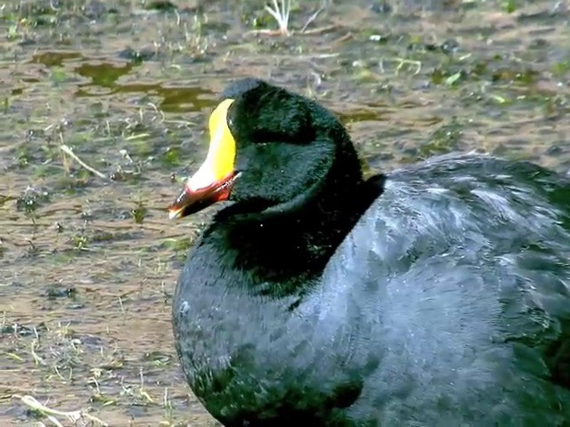 Giant Coot - ML201562261