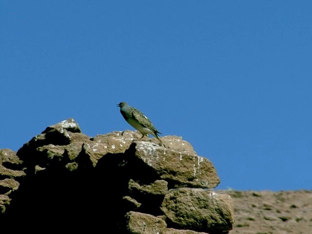  - Gray-breasted Seedsnipe
