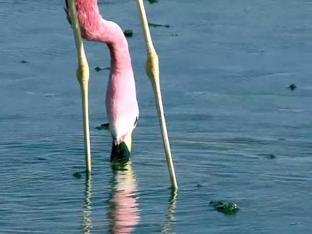Andean Flamingo - ML201562481