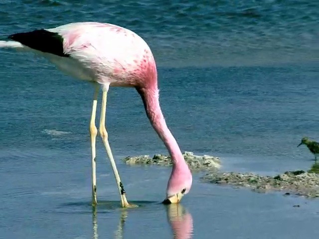 Andean Flamingo - ML201562491