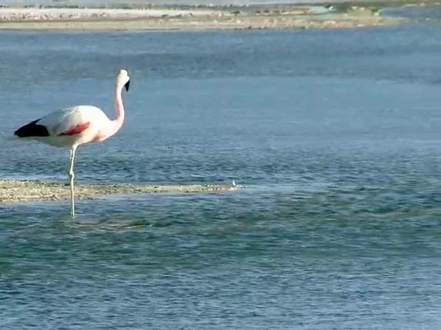 Andean Flamingo - ML201562511