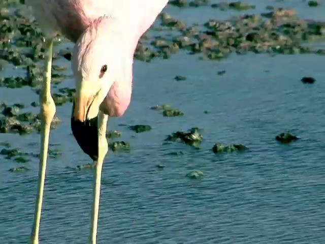And Flamingosu - ML201562521