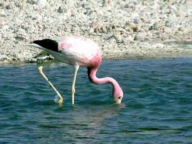 Andean Flamingo - ML201562561