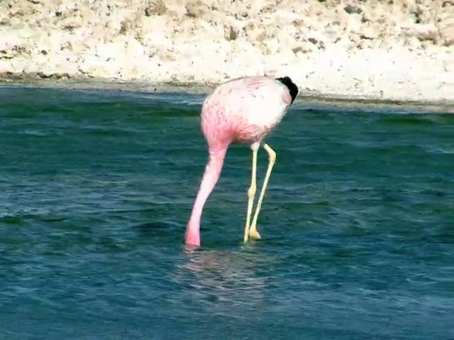 Andean Flamingo - ML201562591
