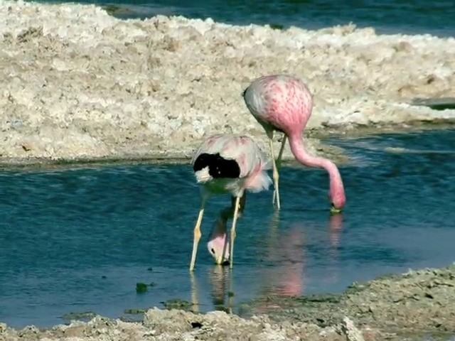 Andean Flamingo - ML201562601