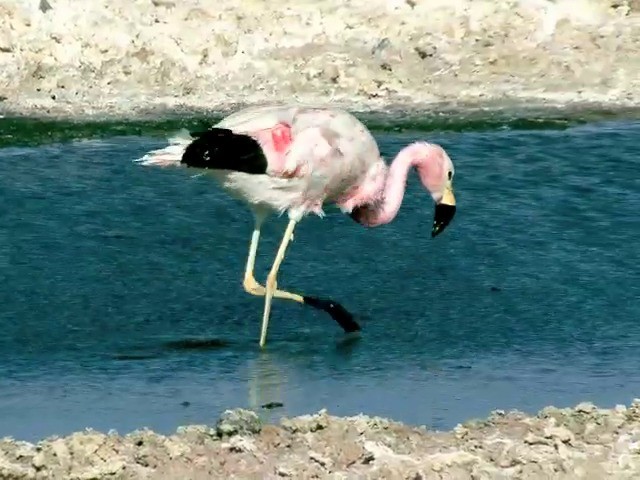 Andean Flamingo - ML201562611