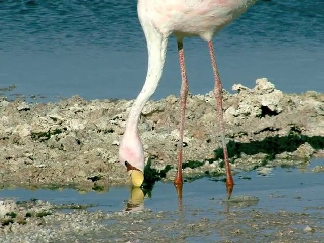 James's Flamingo - ML201562671