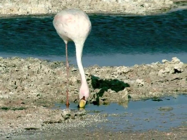 James's Flamingo - ML201562681