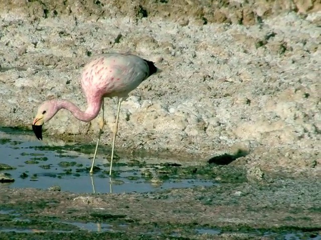 Andean Flamingo - ML201562741