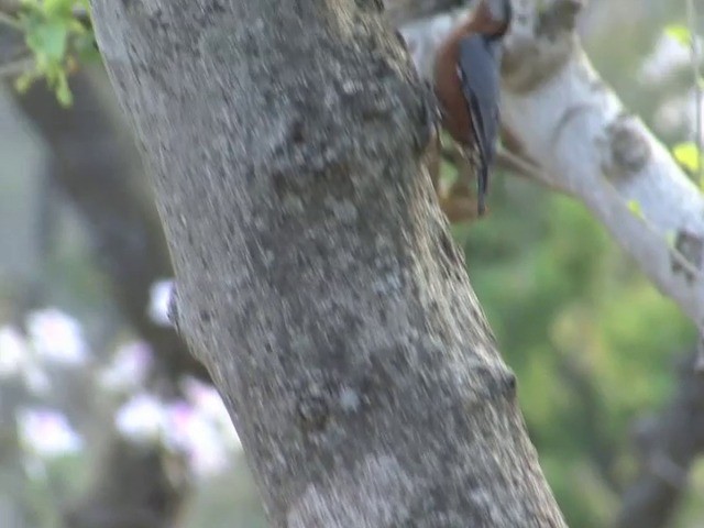  - Chestnut-bellied Nuthatch