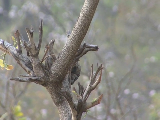 Gray-capped Pygmy Woodpecker - ML201562961