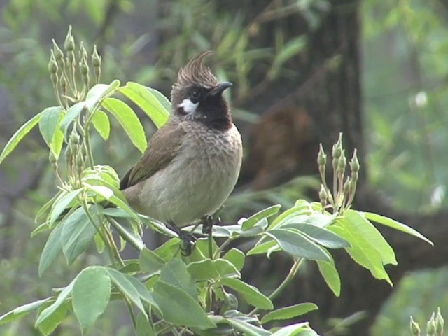  - Himalayan Bulbul