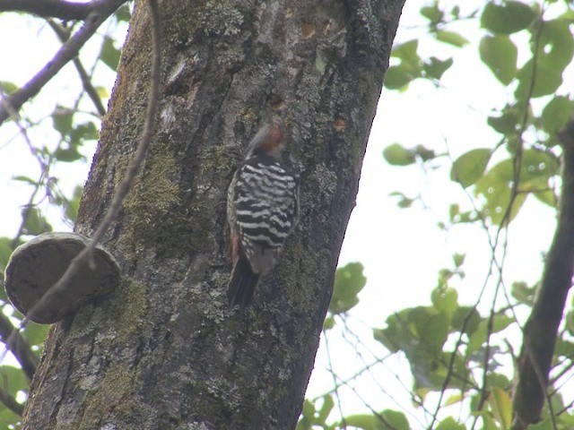 Brown-fronted Woodpecker - ML201563251