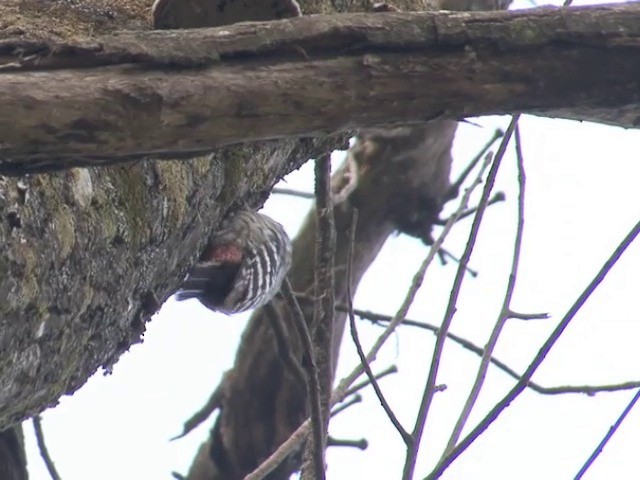 Brown-fronted Woodpecker - ML201563261