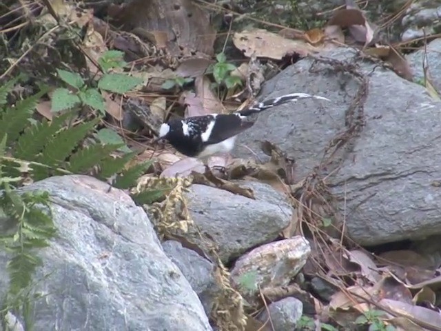 Spotted Forktail - ML201563281
